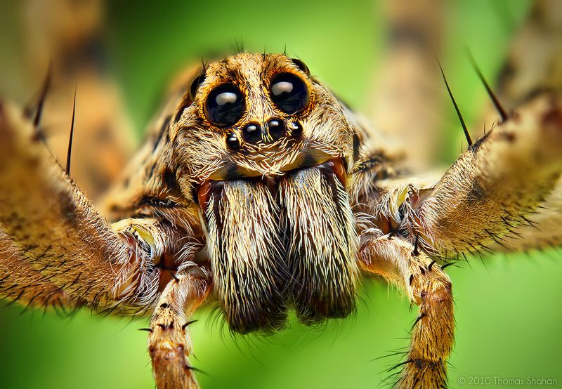 Illustration for article titled Alien monsters or awesome spiders, I just love these little guys